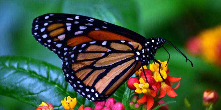 El fenómeno migratorio de la mariposa monarca, en peligro; UNAM