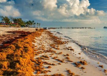 ¿Qué sucede con el sargazo en México y cómo monitorearlo? | UNAM