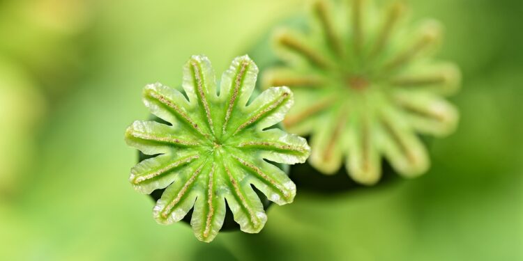 Crece un 32% el cultivo de opio en Afganistán