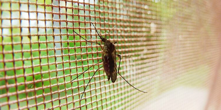 Pese al impacto del Covid-19, la malaria no subió en 2021