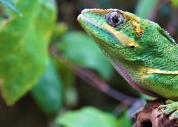 Hay que presionar a gobiernos y empresas para proteger la biodiversidad: ONU