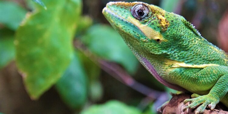 Hay que presionar a gobiernos y empresas para proteger la biodiversidad: ONU