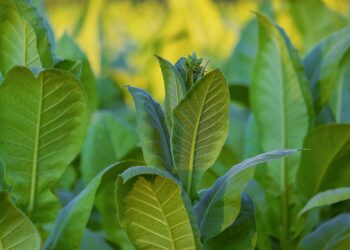 Los gobiernos deben dejar de subvencionar los cultivos de tabaco