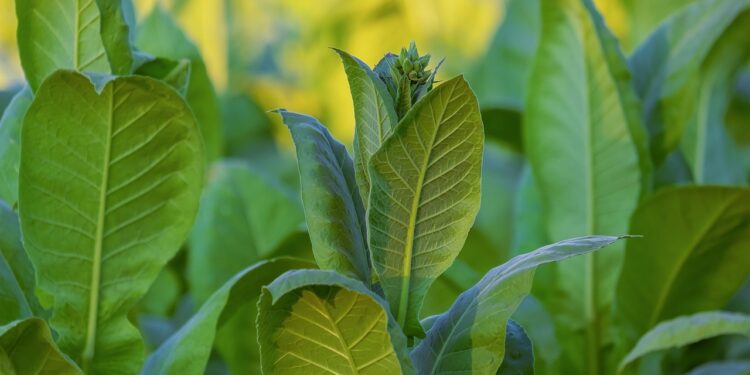 Los gobiernos deben dejar de subvencionar los cultivos de tabaco