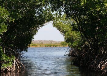 Tres cuartas partes de los manglares del mundo están amenazados