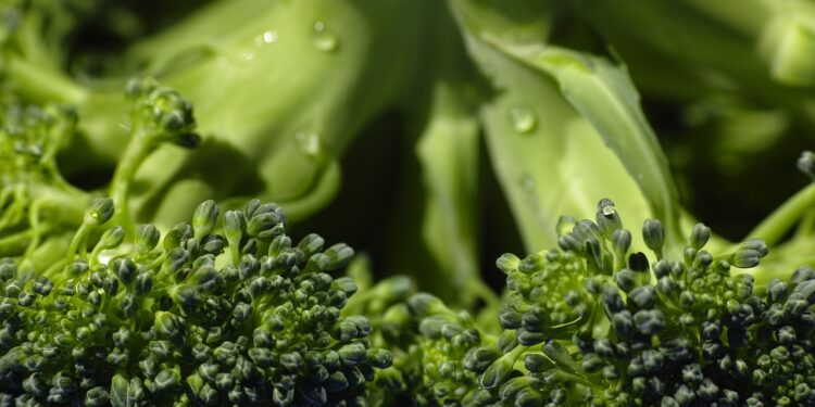 Más de un 30% de todos los alimentos del mundo terminan en la basura