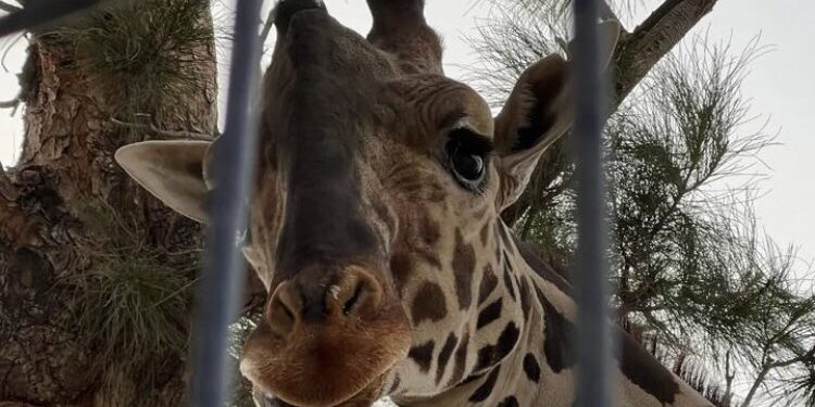 Solicita Puebla resguardo de la jirafa «Benito»
