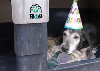 Fido.org celebra 5 años de amor incondicional: ¡más que una organización, una familia!