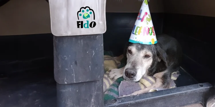Fido.org celebra 5 años de amor incondicional: ¡más que una organización, una familia!