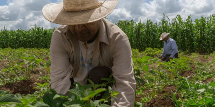El campo mexicano se sigue beneficiando con Sembrando Vida