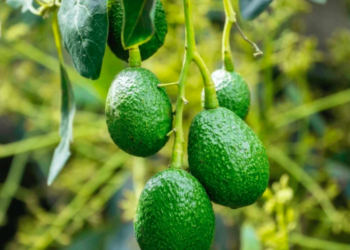 Retoman certificación de aguacate para exportación a EEUU