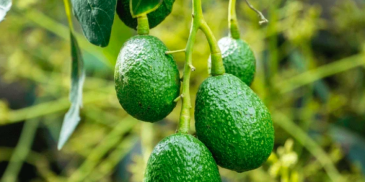 Retoman certificación de aguacate para exportación a EEUU