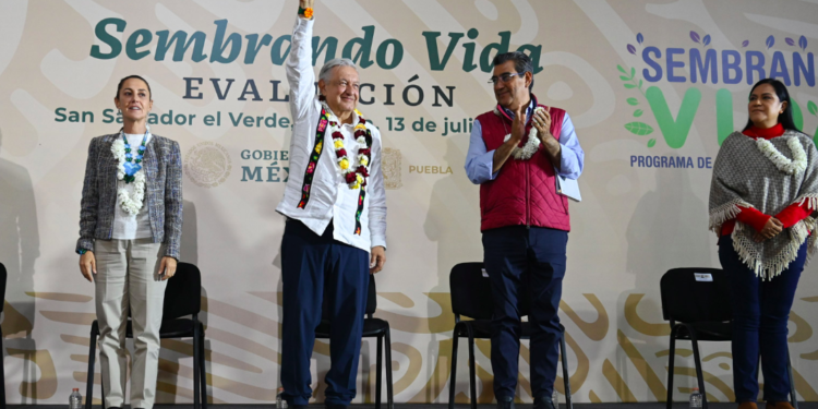 Presidente afirma que Sembrando Vida continuará en la gestión de Sheinbaum