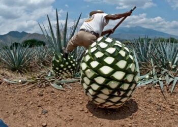 China comercializará tequila en su territorio