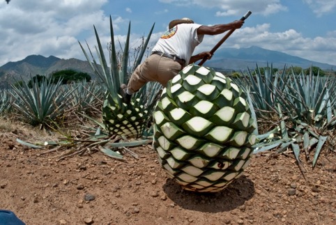 China comercializará tequila en su territorio