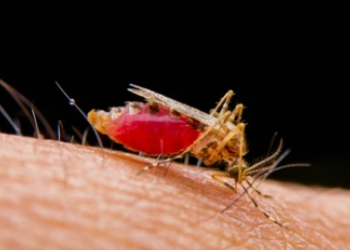 ¡Histórico! Brasil elimina la filariasis linfática