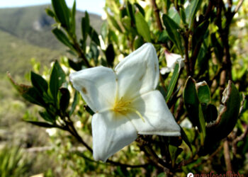 Descubren nueva especie de árbol en Sinaloa
