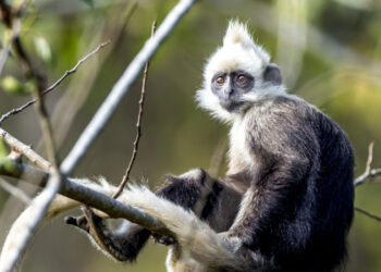 Mono de Vietnam sobrevive bebiendo agua salada