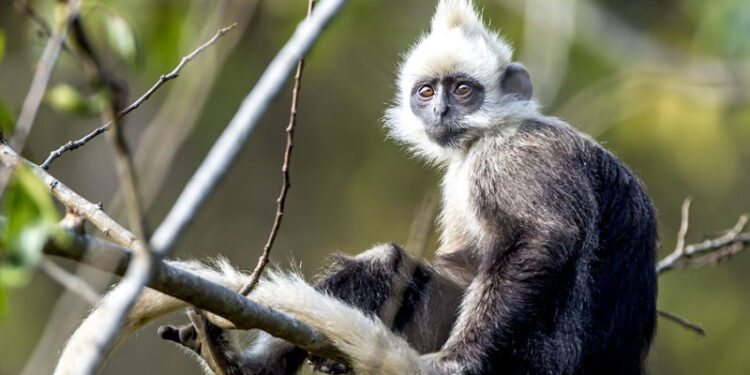 Mono de Vietnam sobrevive bebiendo agua salada