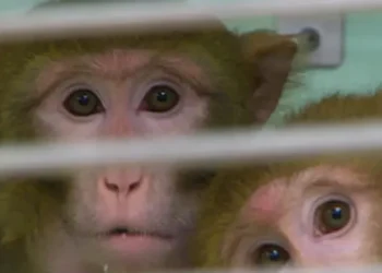 Informan que 43 monos escaparon de laboratorio en Carolina del Sur