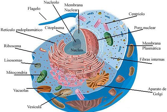 Científicos mapean todas las células del cuerpo humano