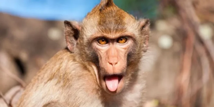 Capturan uno de 43 monos que escaparon de laboratorio en Carolina del Sur