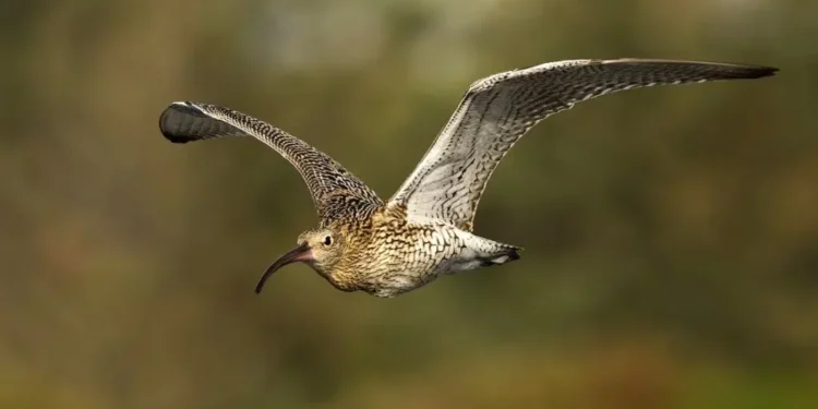 Se extingue el pájaro zarapito de pico fino en Europa