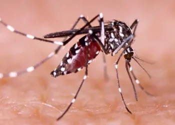 Dengue avanza imparable por Latinoamérica