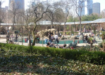 Ciertos árboles incrementan el calor durante la noche: investigadores