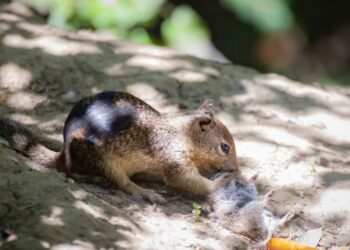 Científicos descubren ardillas carnívoras y cazadoras