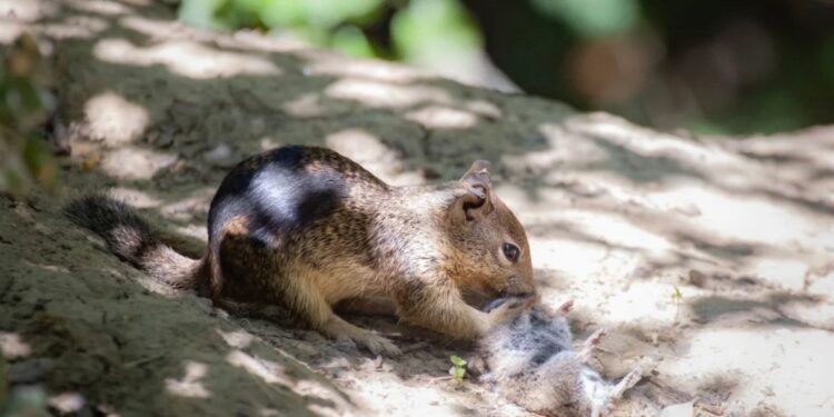 Científicos descubren ardillas carnívoras y cazadoras