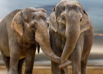 Científicos trabajan en la protección del elefante de Laos ante peligro de extinción