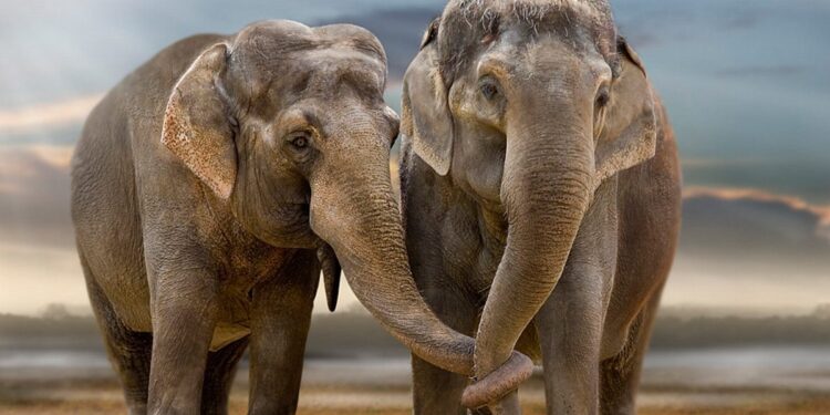 Científicos trabajan en la protección del elefante de Laos ante peligro de extinción