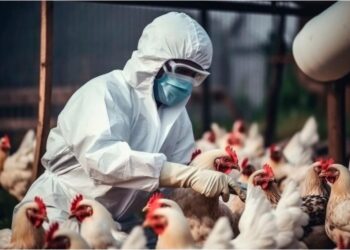 Más de 300 millones de aves han muerto por el virus H5N1: ONU