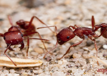 Científicos comprueban que las hormigas trabajan mejor en equipo que los humanos