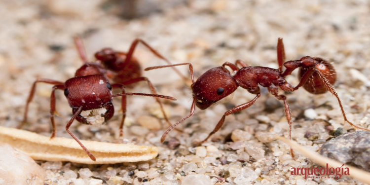Científicos comprueban que las hormigas trabajan mejor en equipo que los humanos