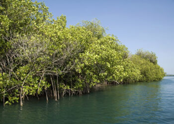 Presentan diputados iniciativa para proteger los manglares mexicanos