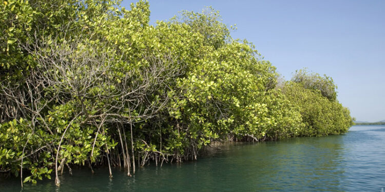 Presentan diputados iniciativa para proteger los manglares mexicanos