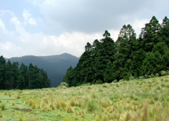 El cambio climático acabará con los bosques de oyamel