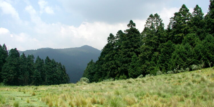 El cambio climático acabará con los bosques de oyamel