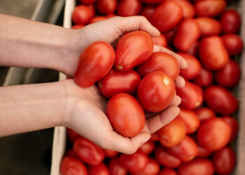 EEUU aplicará aranceles del 20.91% al tomate mexicano